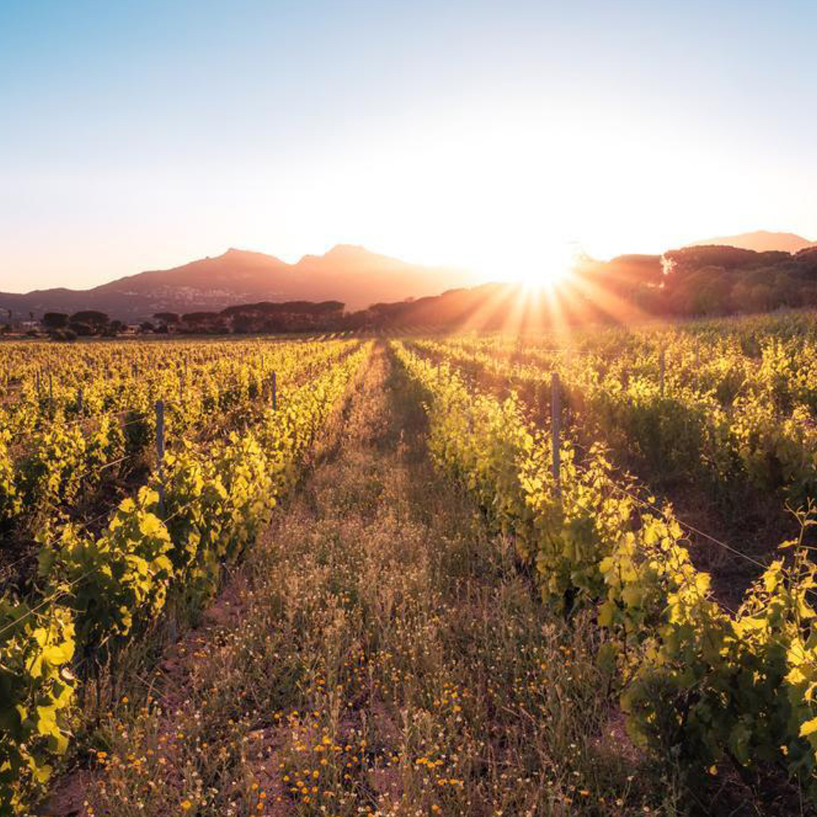 domaine enclos des anges jazz in calvi